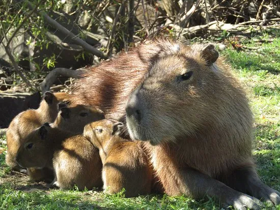 Familia de Carpinchos